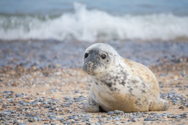 Seals At Blakeney Point